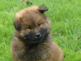 Chiots Eurasier LOF à vendre