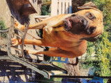 Cane Corso disponible pour saillie