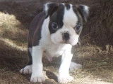 M&acirc;le Boston Terrier LOF noir et blanc &agrave; vendre