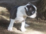 M&acirc;le Boston Terrier LOF noir et blanc &agrave; vendre