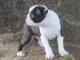 M&acirc;le Boston Terrier LOF noir et blanc &agrave; vendre