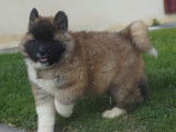 Chiots Akita Am&eacute;ricain LOF &agrave; vendre