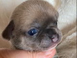 Chiots Chihuahua LOF &agrave; r&eacute;server
