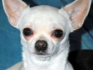 Chienne Chihuahua LOF blanche à vendre