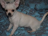 Chienne Chihuahua LOF blanche à vendre