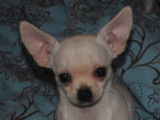 Chienne Chihuahua LOF blanche à vendre