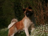 Etalon Akita Américain LOF disponible pour saillie