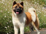 Etalon Akita Américain LOF disponible pour saillie