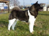 Etalon Akita Américain LOF disponible pour saillie