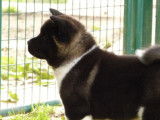 Etalon Akita Américain LOF disponible pour saillie