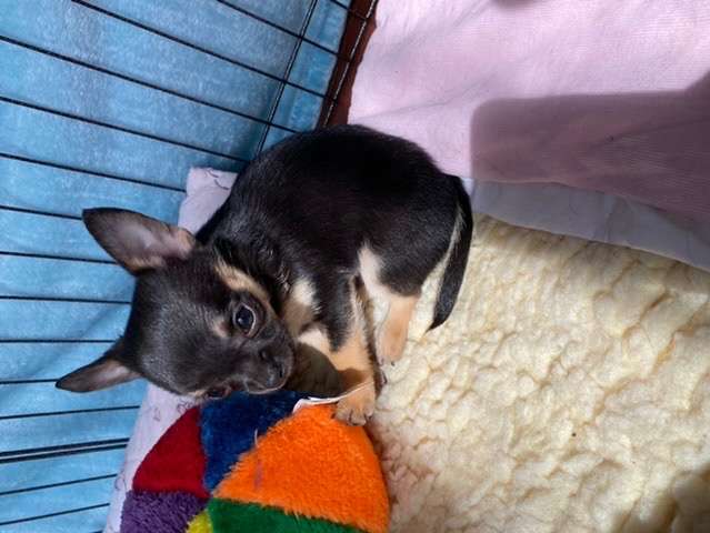 Chihuahua à poil court LOF à vendre