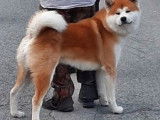 Etalon Akita Inu LOF roux et blanc disponible pour saillie champion international, champion de Monaco, champion suisse d'expositions, Tokuyuu