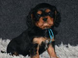Vente de 4 chiots Cavaliers King Charles mâles noir et feu (LOF)