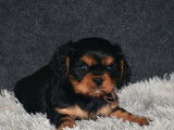 Vente de 4 chiots Cavaliers King Charles mâles noir et feu (LOF)