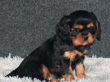 Vente de 4 chiots Cavaliers King Charles mâles noir et feu (LOF)