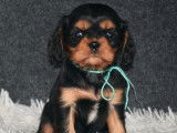 Vente de 4 chiots Cavaliers King Charles mâles noir et feu (LOF)