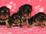 Vente de 4 chiots Cavaliers King Charles mâles noir et feu (LOF)
