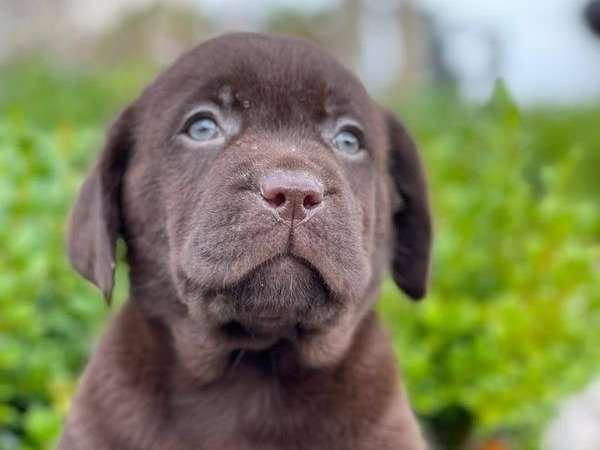8 chiots Labrador Retrievers chocolat LOF en attente d’adoption