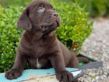 8 chiots Labrador Retrievers chocolat LOF en attente d&rsquo;adoption