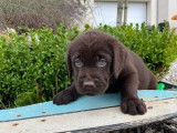 8 chiots Labrador Retrievers chocolat LOF en attente d&rsquo;adoption