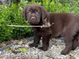 8 chiots Labrador Retrievers chocolat LOF en attente d&rsquo;adoption