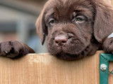 8 chiots Labrador Retrievers chocolat LOF en attente d&rsquo;adoption
