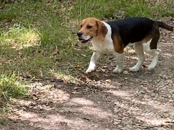 Une chienne Beagle tricolore LOF née en janvier 2020 à céder