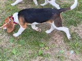 Une chienne Beagle tricolore LOF née en janvier 2020 à céder