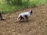 De race Setter Anglais disponible pour saillie
