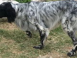 De race Setter Anglais disponible pour saillie