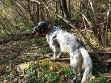 De race Setter Anglais disponible pour saillie