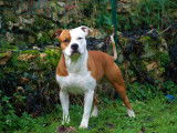 American Staffordshire Terrier disponible pour saillie