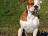 American Staffordshire Terrier disponible pour saillie