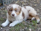 Chiots Berger Australien LOF à vendre