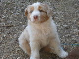 Chiots Berger Australien LOF à vendre