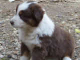 Chiots Berger Australien LOF à vendre