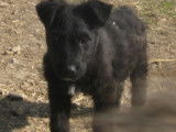 3 beaux chiots noirs Bouvier des Flandres disponibles