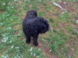 3 beaux chiots noirs Bouvier des Flandres disponibles