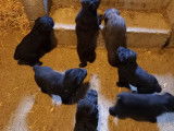 3 beaux chiots noirs Bouvier des Flandres disponibles
