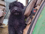 3 beaux chiots noirs Bouvier des Flandres disponibles