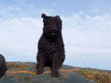 3 beaux chiots noirs Bouvier des Flandres disponibles