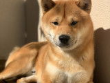 Magnifique Shiba Inu LOF m&acirc;le disponible pour saillie