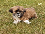 Superbes chiots Shih-Tzu &agrave; vendre