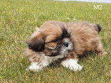 Superbes chiots Shih-Tzu &agrave; vendre