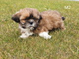 Superbes chiots Shih-Tzu &agrave; vendre
