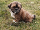 Superbes chiots Shih-Tzu &agrave; vendre
