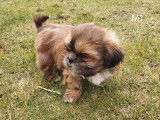 Superbes chiots Shih-Tzu &agrave; vendre