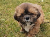 Superbes chiots Shih-Tzu &agrave; vendre