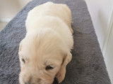 Chiots Golden Retriever LOF à réserver