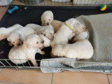 Chiots Golden Retriever LOF à réserver